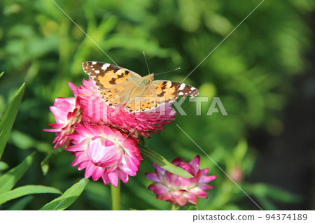 Butterfly of Vanessa cardui collecting nectar on flower 94374189