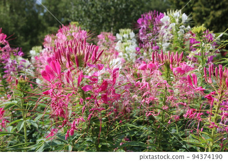 cleome red flowers. Garden plants. Pink and white flowers of cleome blooming. 94374190
