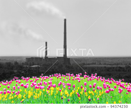 lilac tulips on the flower-bed lilac tulips on the flower-bed 94374230