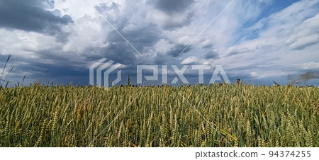 Summer landscape with rural field and stormy clouds.Field with growing spikelets Summer landscape with rural field and stormy clouds.Field with growing spikelets 94374255