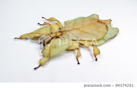 Unusual leaf insect isolated on white. Phyllium pulchrifolium close up macro. Collection insects, entomology Unusual leaf insect isolated on white. Phyllium pulchrifolium close up macro. Collection insects, entomology 94374281