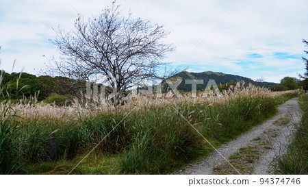 Autumn leaves of Yashima Marsh Autumn leaves of Yashima Marsh 94374746