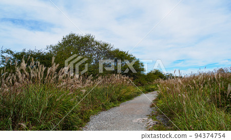 矢島沼澤的秋葉 矢島沼澤的秋葉 94374754