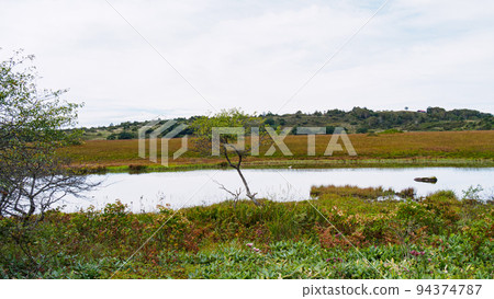 Autumn leaves of Yashima Marsh 94374787
