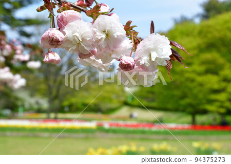 寺尾中央公園的櫻花(新潟縣) 寺尾中央公園的櫻花(新潟縣) 94375273