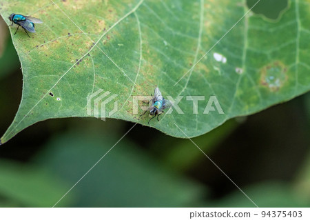 兩隻青蠅棲息在一片葉子上 94375403