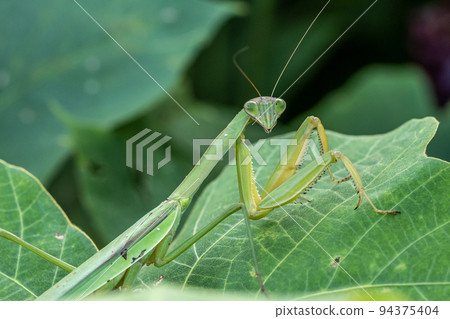 A praying mantis on a leaf 94375404
