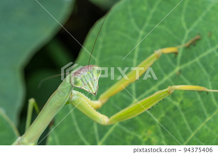葉子上的螳螂 葉子上的螳螂 94375406
