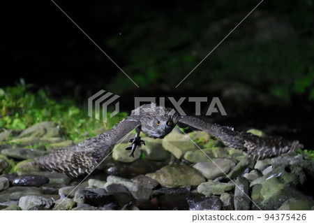 Blakiston 的魚鴞抓起一條魚飛出池塘 94375426