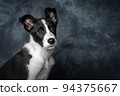 Mack Boarder Collie Puppy 94375667