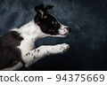 Mack Boarder Collie Puppy 94375669