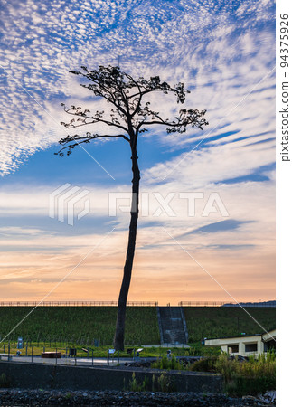 Rikuzentakata Miracle Pine Morning view 94375926