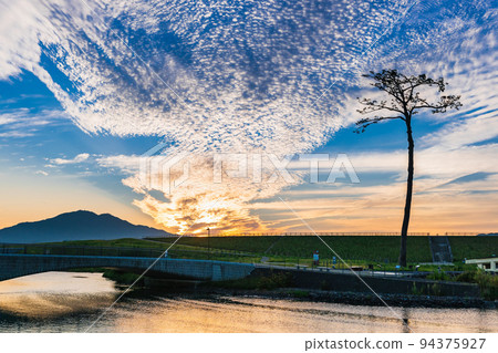 陸前高田奇蹟松晨景 94375927