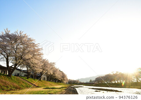 Row of cherry blossom trees along Sainai River (Akita Prefecture) Row of cherry blossom trees along Sainai River (Akita Prefecture) 94376126