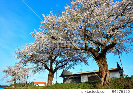 Row of cherry blossom trees along Sainai River (Akita Prefecture) Row of cherry blossom trees along Sainai River (Akita Prefecture) 94376130