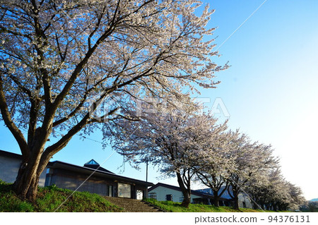 賽內川沿岸的一排櫻花樹(秋田縣) 賽內川沿岸的一排櫻花樹(秋田縣) 94376131