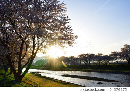 Row of cherry blossom trees along Sainai River (Akita Prefecture) Row of cherry blossom trees along Sainai River (Akita Prefecture) 94376375