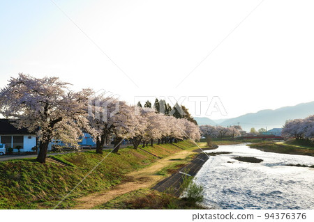 Row of cherry blossom trees along Sainai River (Akita Prefecture) Row of cherry blossom trees along Sainai River (Akita Prefecture) 94376376