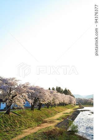 Row of cherry blossom trees along Sainai River (Akita Prefecture) Row of cherry blossom trees along Sainai River (Akita Prefecture) 94376377