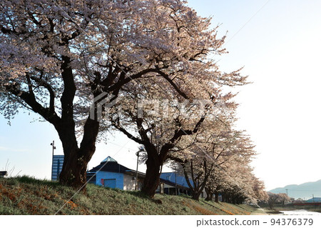 Row of cherry blossom trees along Sainai River (Akita Prefecture) Row of cherry blossom trees along Sainai River (Akita Prefecture) 94376379
