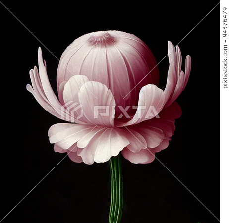Artistic Illustration Of The Pink Anemone Flower 94376479