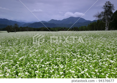 福島縣南會津郡南會津町八莊 多雲的立岩地區高松原地區高松蕎麥田的白蕎麥花 福島縣南會津郡南會津町八莊 多雲的立岩地區高松原地區高松蕎麥田的白蕎麥花 94376677