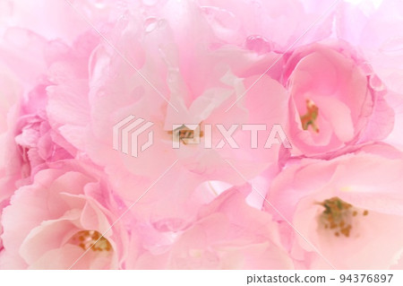 Okumiyako Okumiyako double cherry blossoms densely blooming close-up Okumiyako Okumiyako double cherry blossoms densely blooming close-up 94376897