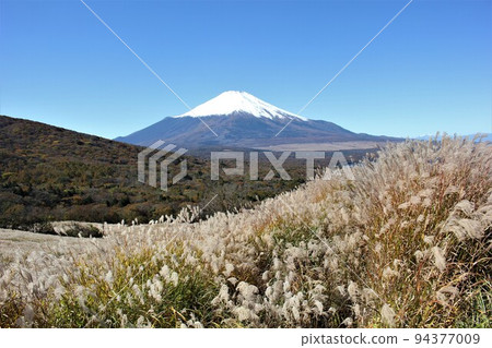 蒲葦和秋葉被雪覆蓋的富士山 94377009