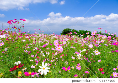Fall cherry trees swaying in the wind Fall cherry trees swaying in the wind 94377500