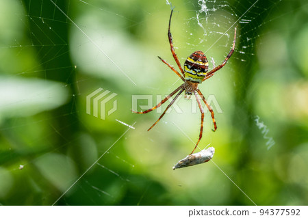 Orb argiope spider catching an insect Orb argiope spider catching an insect 94377592