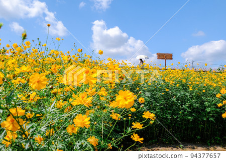 A field of yellow cosmos and a person with a parasol A field of yellow cosmos and a person with a parasol 94377657