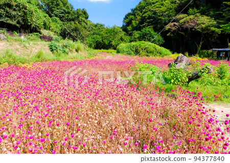 The flower garden of Senninbatsu 94377840
