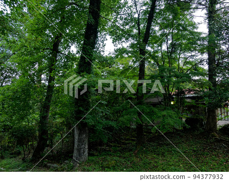 Forest scenery of the research forest Forest scenery of the research forest 94377932