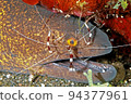 Yellowmargin Moray Eel with Cleaner Shrimp 94377961