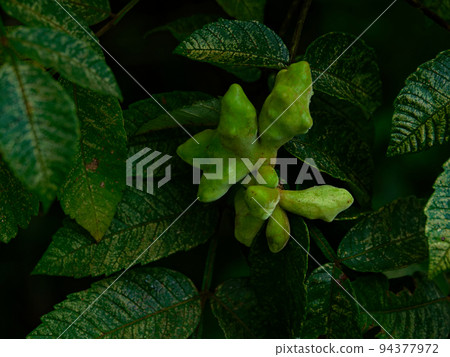 Nurde's galls Nurde's galls 94377972
