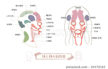 頭部肌肉、面部肌肉、頭部肌肉和麵部illustration_02 94378165