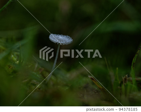Mushroom World Copriaceae Coprinus coprinus Mushroom World Copriaceae Coprinus coprinus 94378185