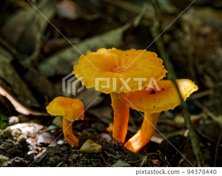 Mushroom World Edible Fungus Zirol 94378440