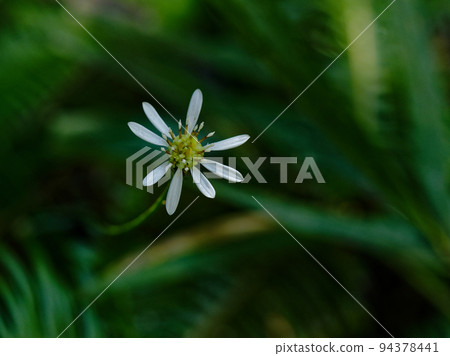 Flowering Asteraceae 94378441