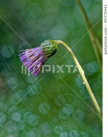 Asteraceae Asteraceae 94378442