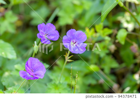 Akebonofuuro blooms with lovely reddish-purple flowers Akebonofuuro blooms with lovely reddish-purple flowers 94378471