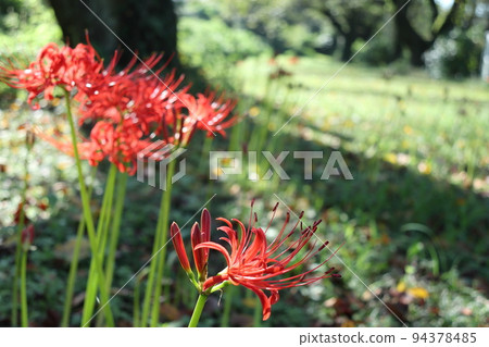 Red spider lilies blooming on the equinox 94378485