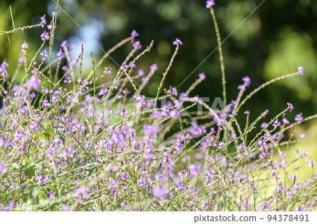 Verbena "Bampton" with lovely purple florets Verbena "Bampton" with lovely purple florets 94378491