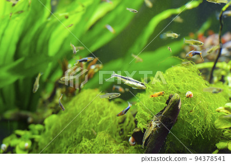 A small healing aquarium 94378541