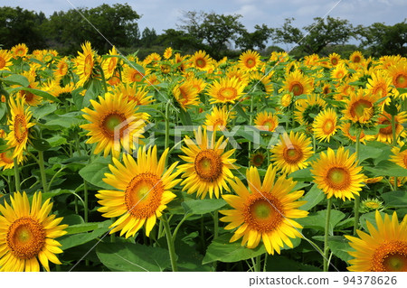 Kawagoe City, Saitama Prefecture Late-blooming sunflowers and blue sky in Isanuma Higashi-Kishikabatake Kawagoe City, Saitama Prefecture Late-blooming sunflowers and blue sky in Isanuma Higashi-Kishikabatake 94378626
