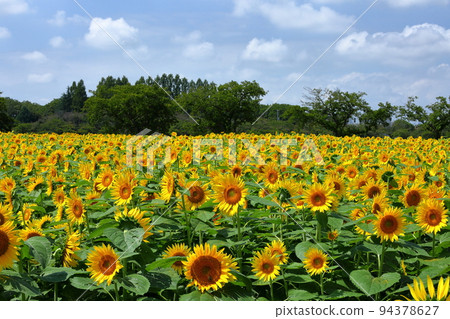 Kawagoe City, Saitama Prefecture Late-blooming sunflowers and blue sky in Isanuma Higashi-Kishikabatake 94378627