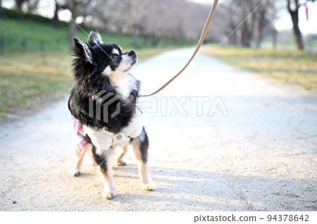 Senior Chihuahua walking while making eye contact with owner Senior Chihuahua walking while making eye contact with owner 94378642
