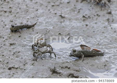 Creatures, fishes, southern mudskippers, dorsal fins that are usually not shown. actually pretty beautiful Creatures, fishes, southern mudskippers, dorsal fins that are usually not shown. actually pretty beautiful 94378669