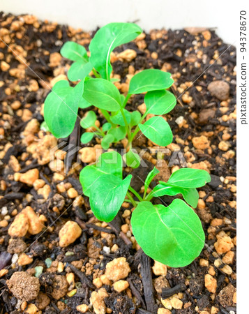 芝麻菜在播種機中發芽 芝麻菜在播種機中發芽 94378670