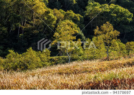 A wetland that shines golden in autumn A wetland that shines golden in autumn 94378697